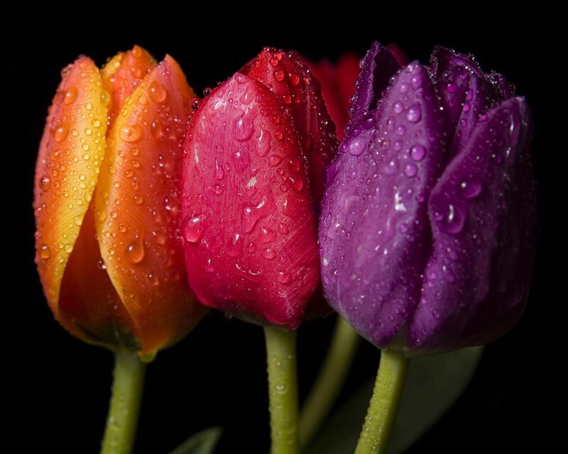 Colorful tulips with water droplets
