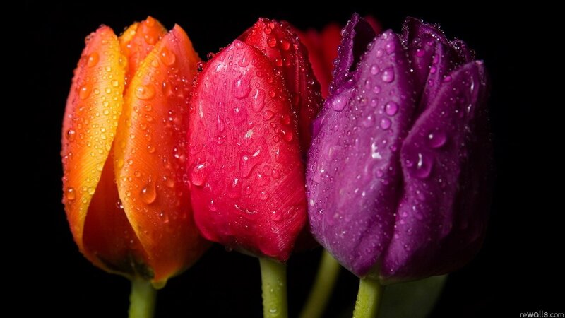 Colorful tulips with water droplets