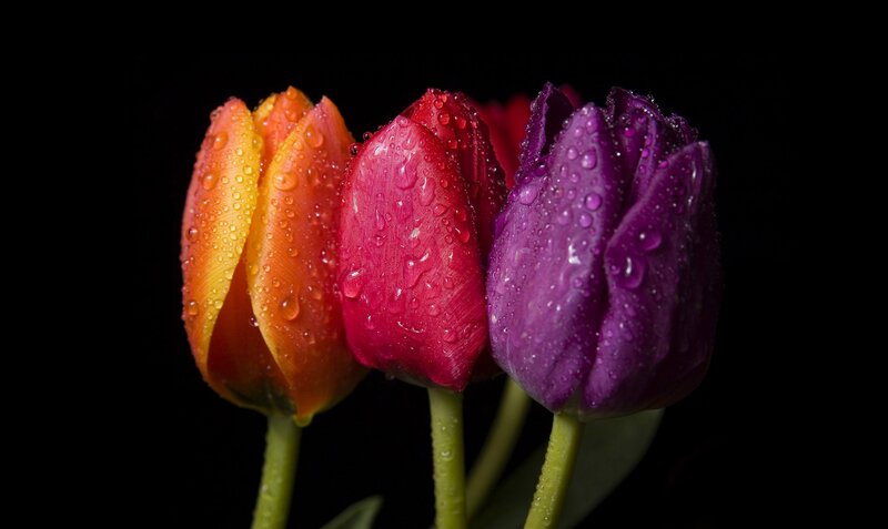 Colorful tulips with water droplets