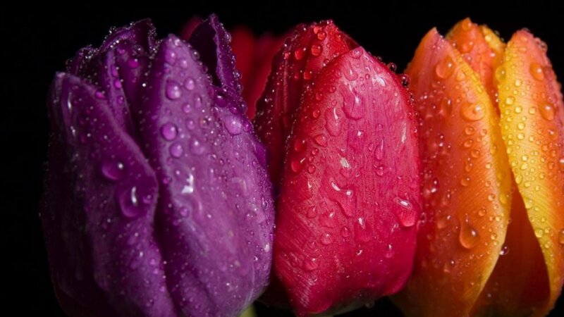 Colorful tulips with water droplets