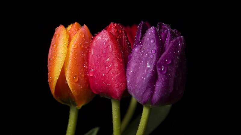 Colorful tulips with water droplets