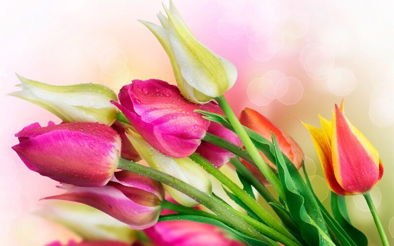 Colorful tulips with water droplets