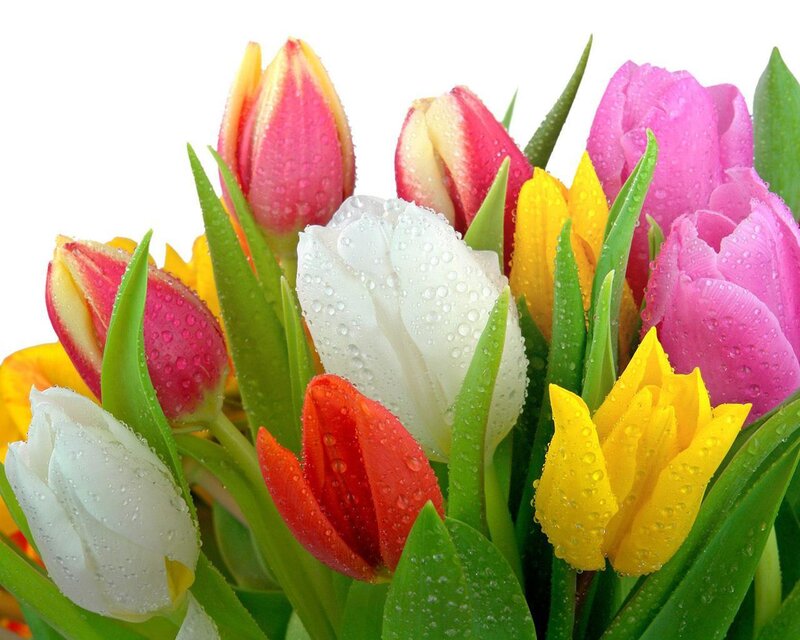 Colorful tulips with water droplets