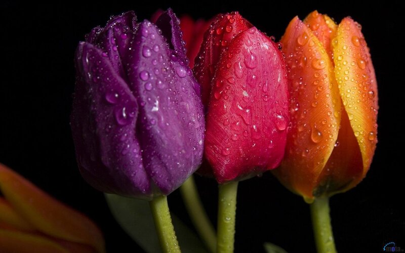 Colorful tulips with water droplets
