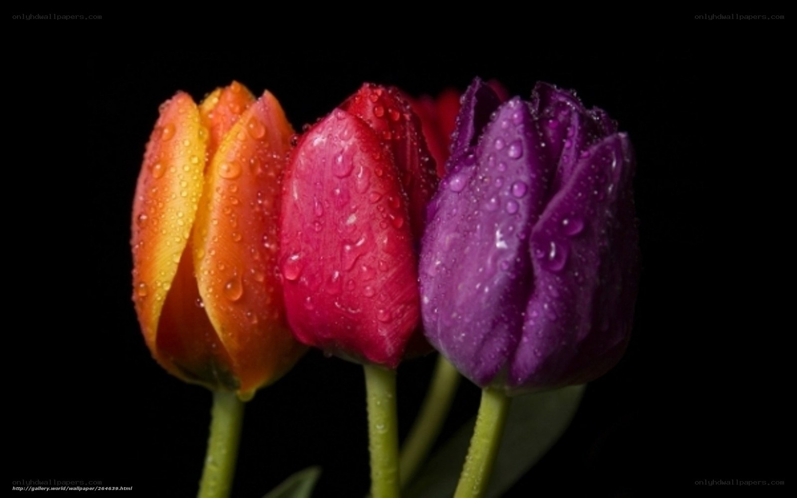 Colorful tulips with water droplets