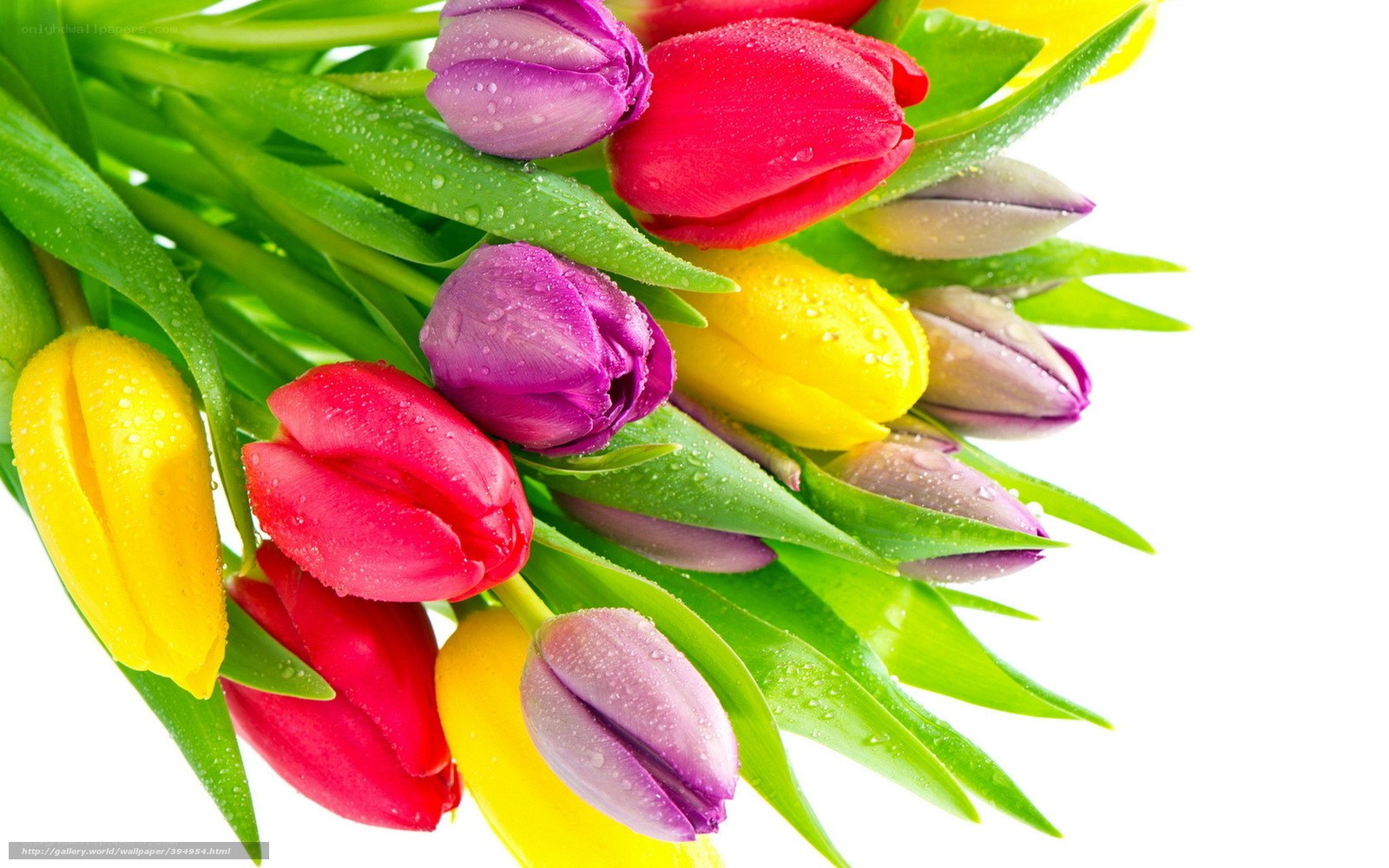Colorful tulips with water droplets