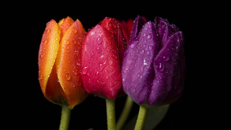 Colorful tulips with water droplets