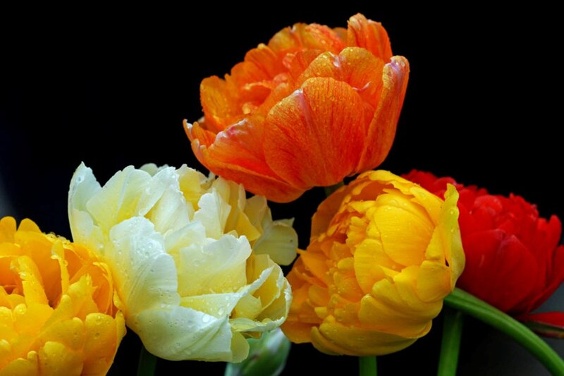 Colorful Tulips with Water Droplets — Orange