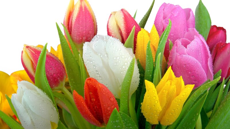 Colorful Tulips with Water Droplets — Pink, Fresh, Spring