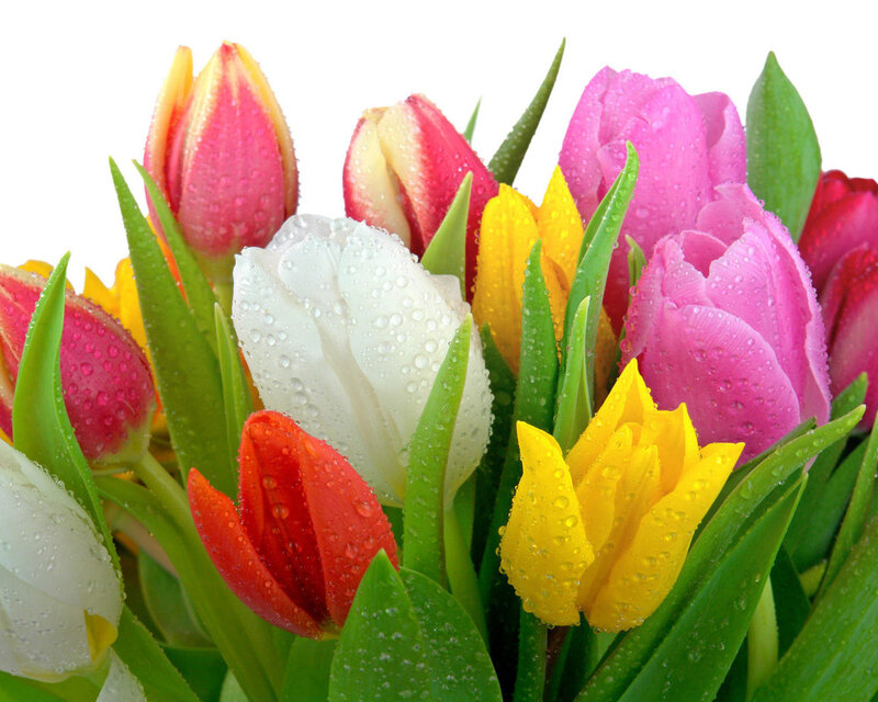 Colorful Tulips with Water Droplets — Pink