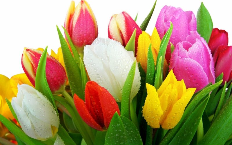 Colorful Tulips with Water Droplets — Pink, Vibrant