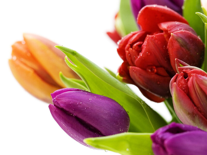Colorful Tulips with Water Droplets — Purple
