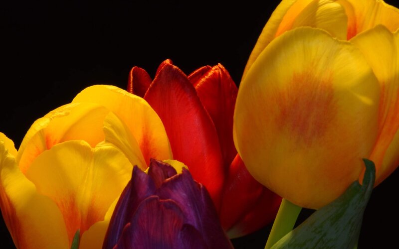 Colorful Tulips — Yellow