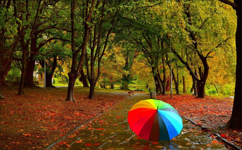 Colorful Umbrella in Park