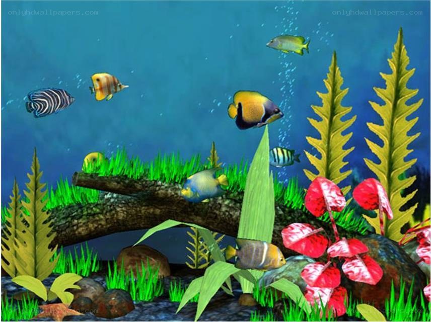 colorful underwater fish scene