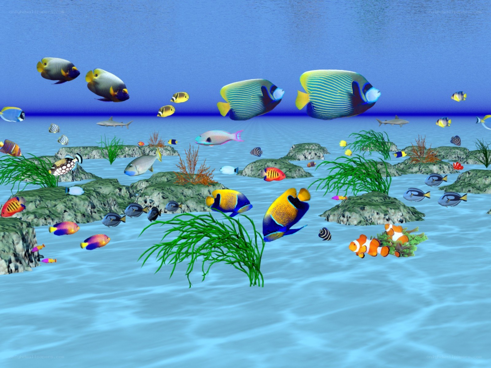 Colorful underwater fish scene