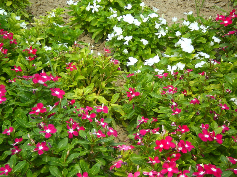 Colorful vinca flowers in garden