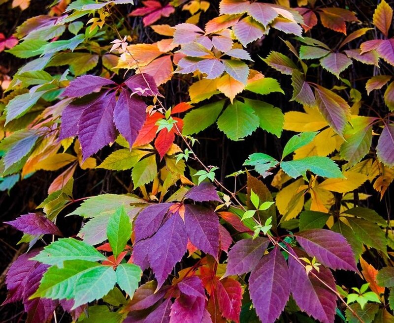 Colorful Vine Leaves