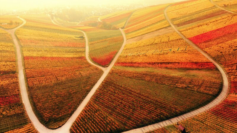 Colorful Vineyard Fields