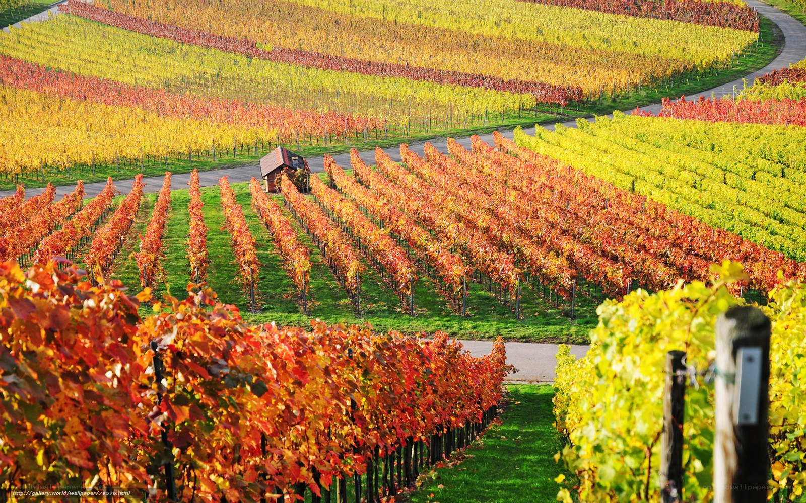 Colorful vineyard in autumn