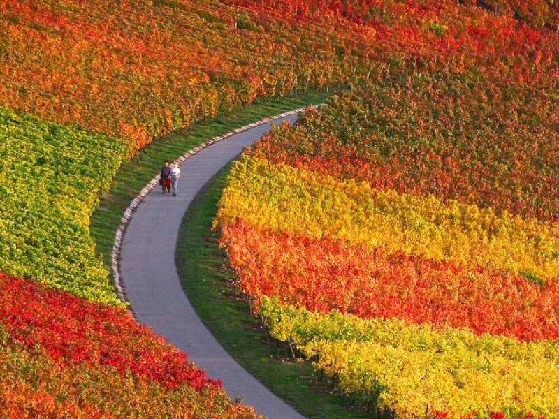 Colorful vineyard path