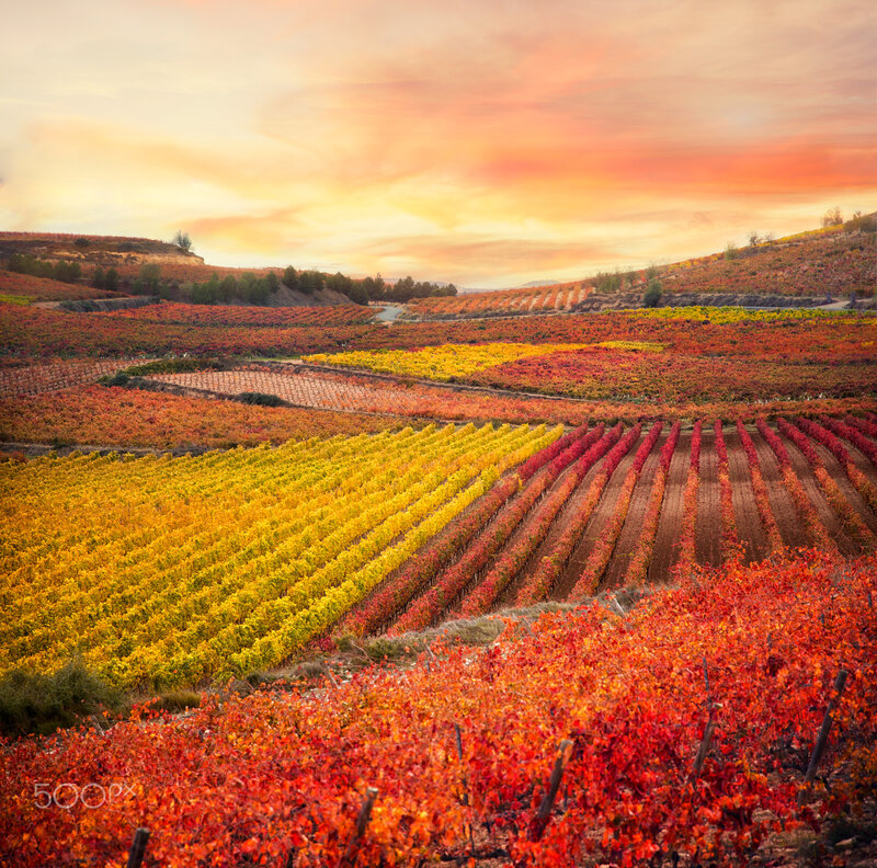 Colorful Vineyards at Sunset