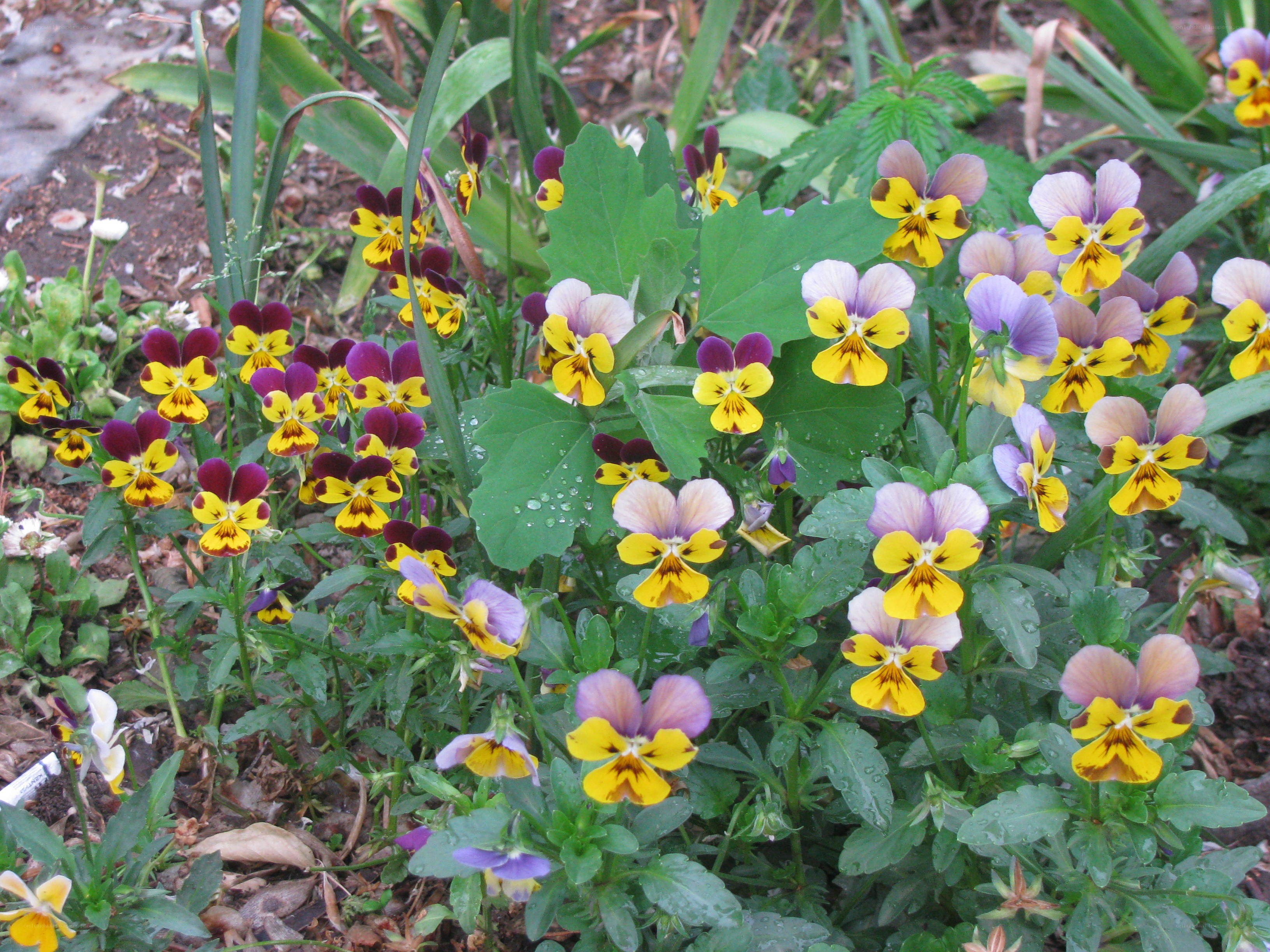 Colorful violets in a garden