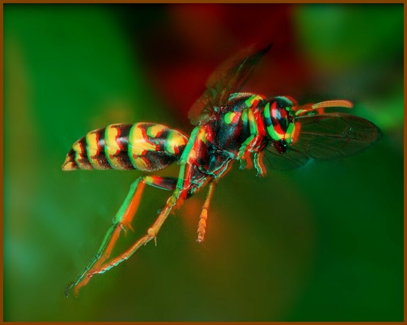 colorful wasp in flight