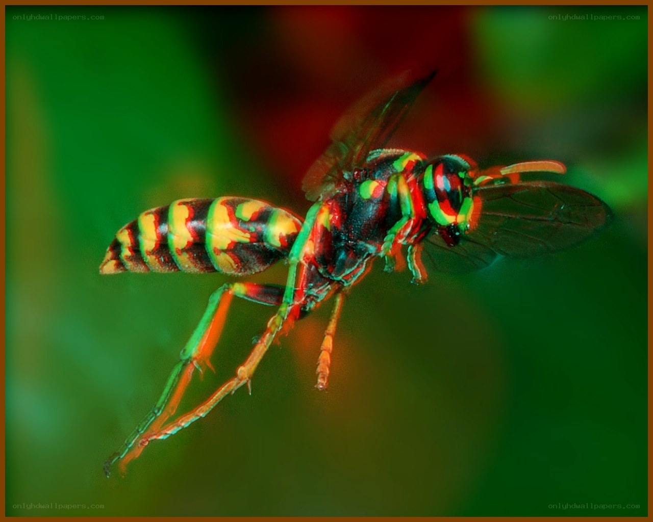 colorful wasp in flight