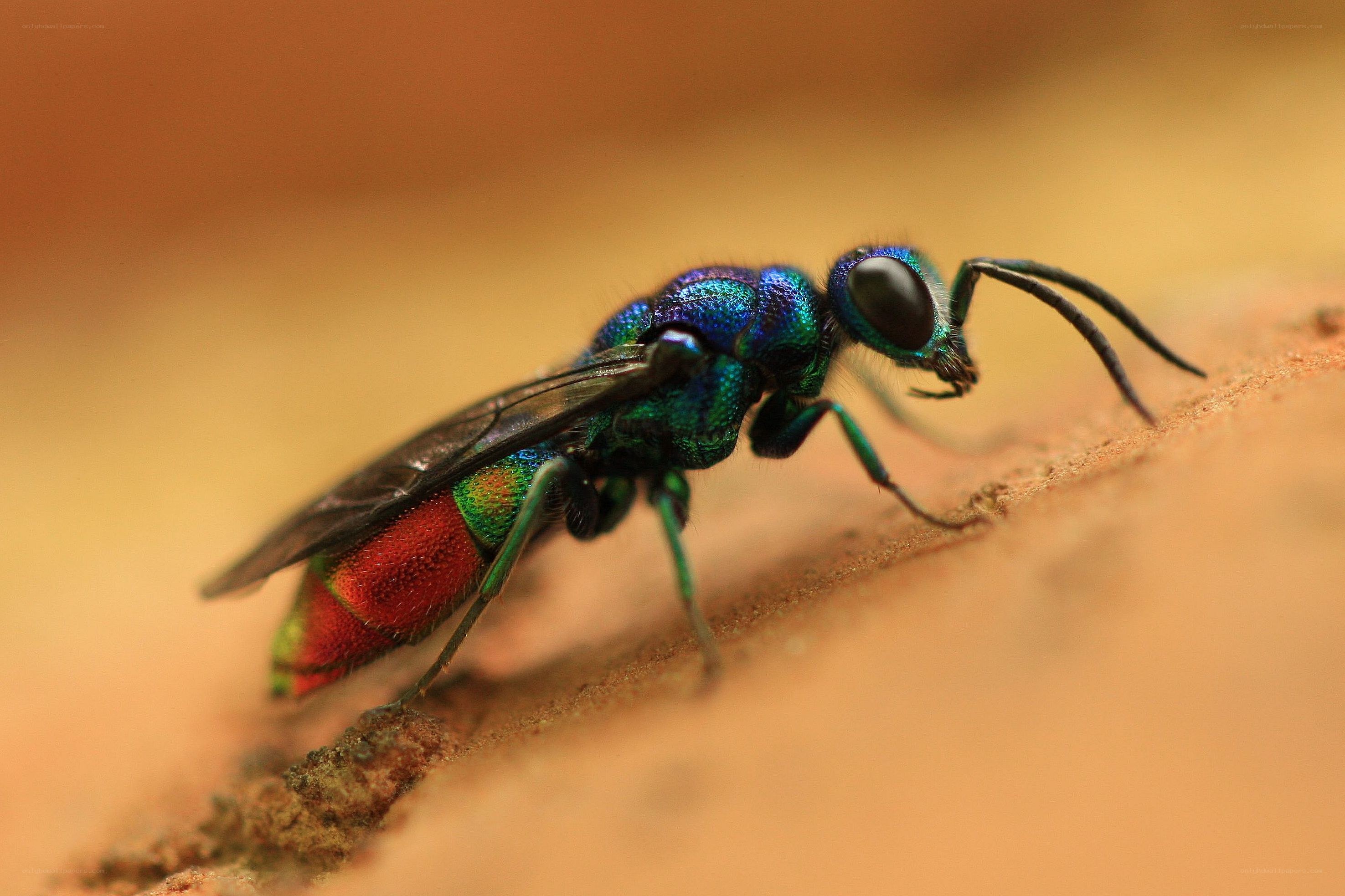colorful wasp on wood