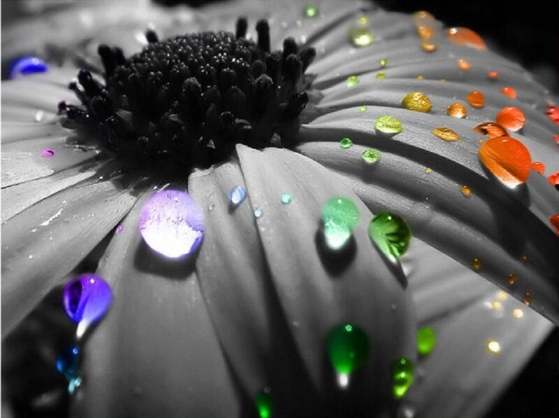 colorful water droplets on flower