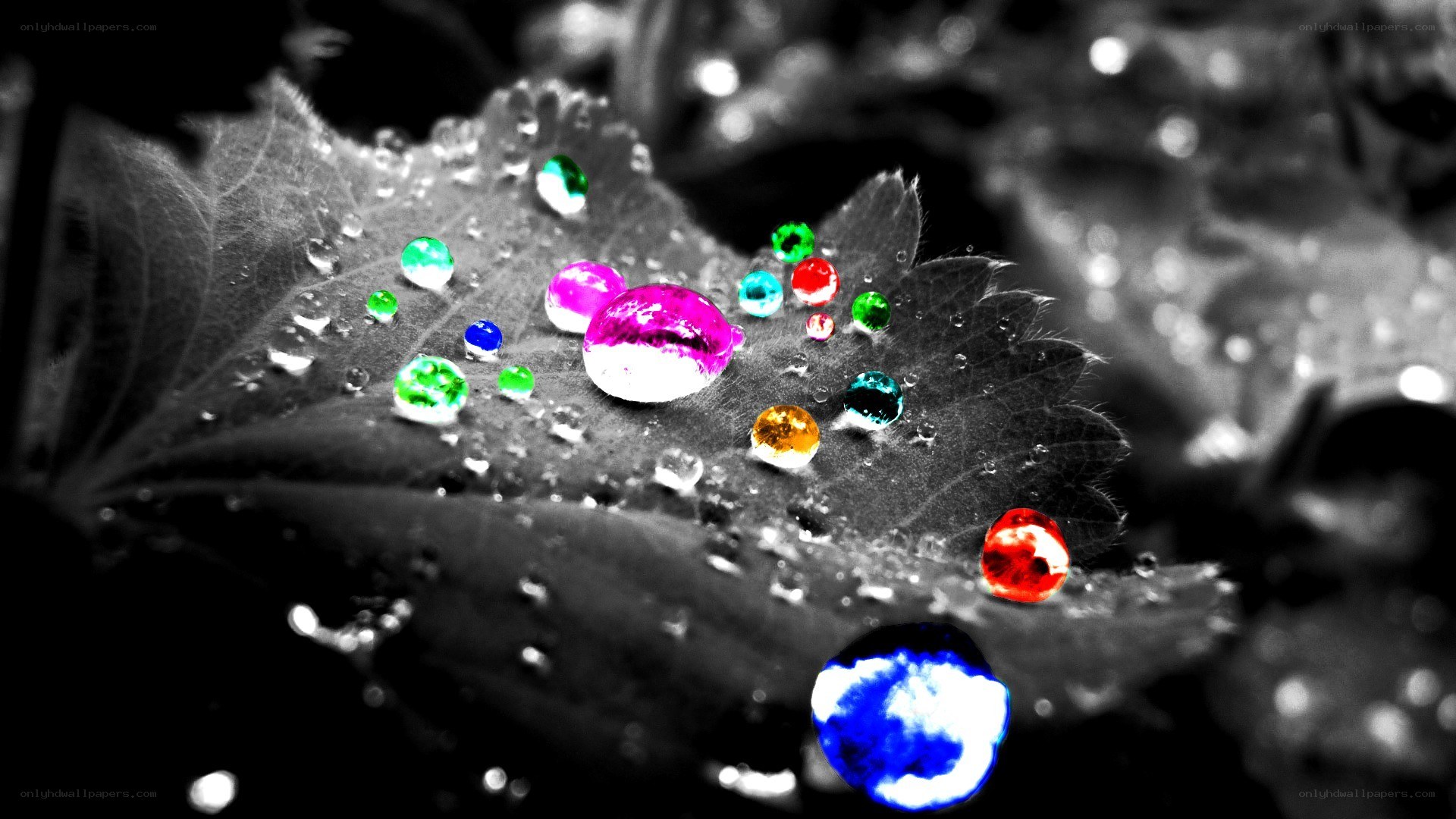 Colorful water droplets on leaf