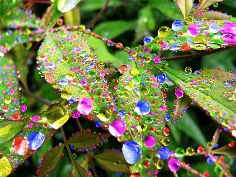 Colorful Water Droplets on Leaves