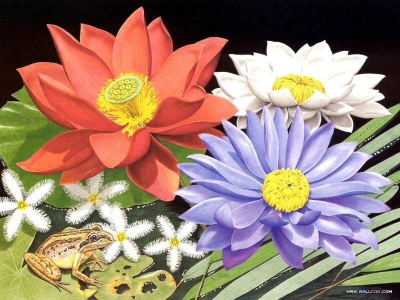 Colorful water lilies and frog