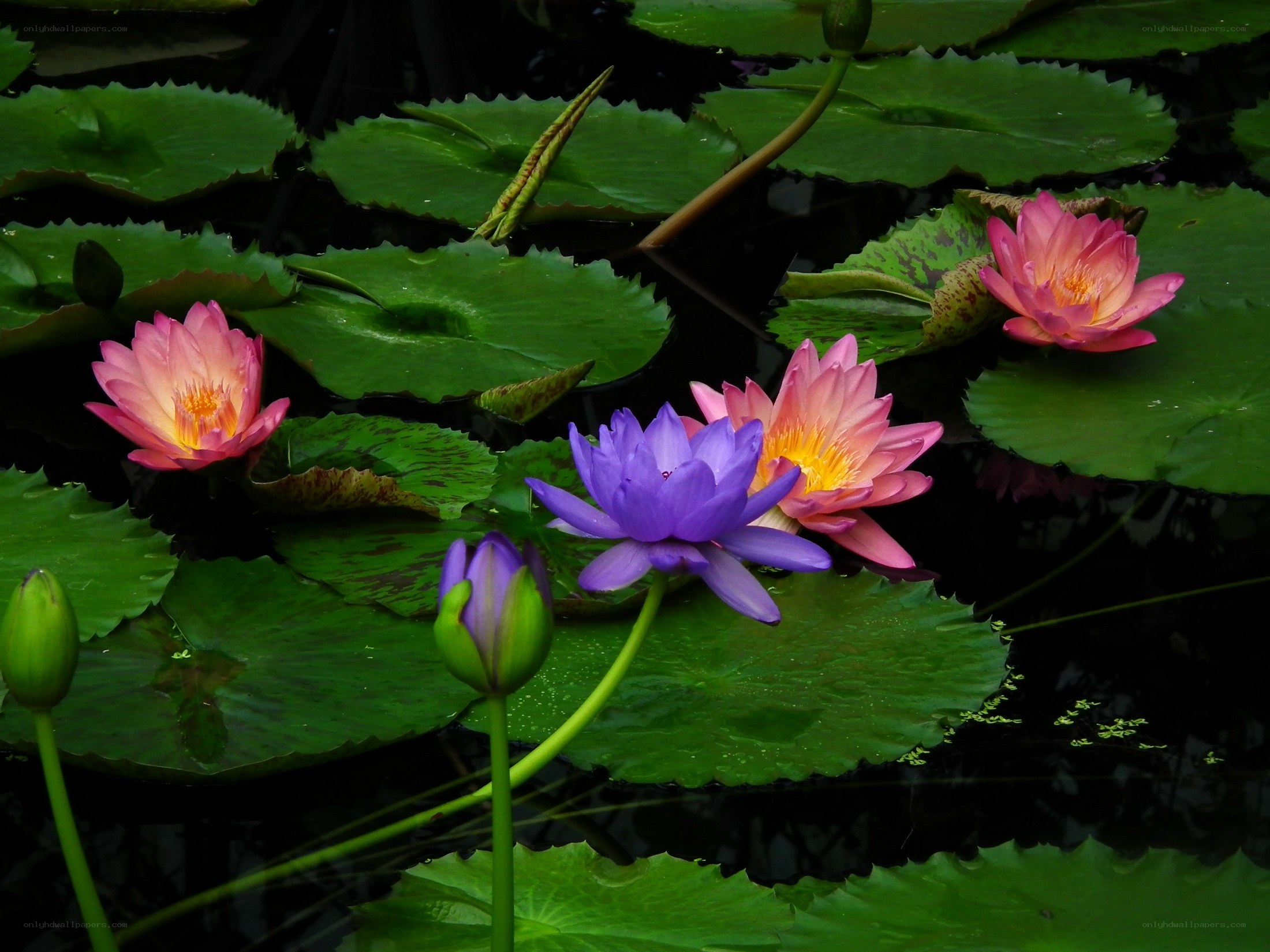 Colorful water lilies in a pond