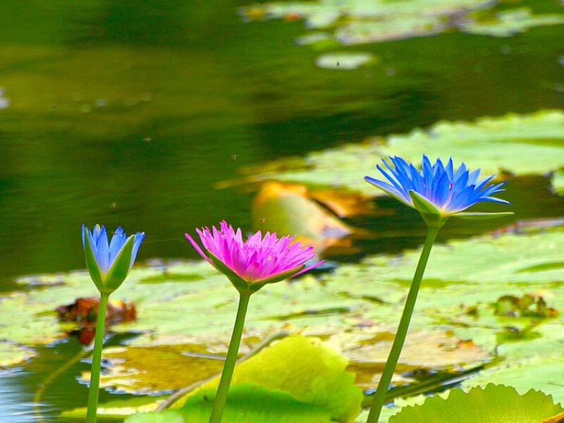 Colorful water lilies on a pond