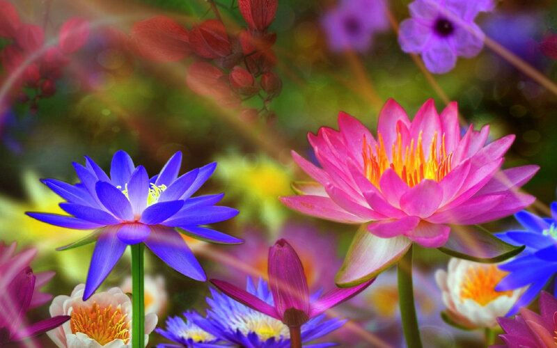 Colorful Water Lilies
