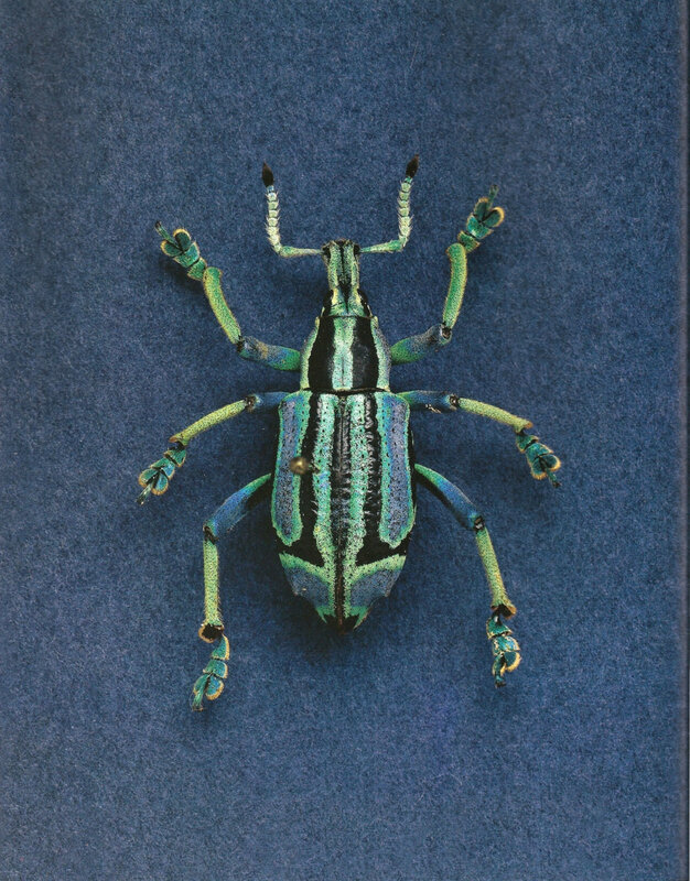 colorful weevil insect