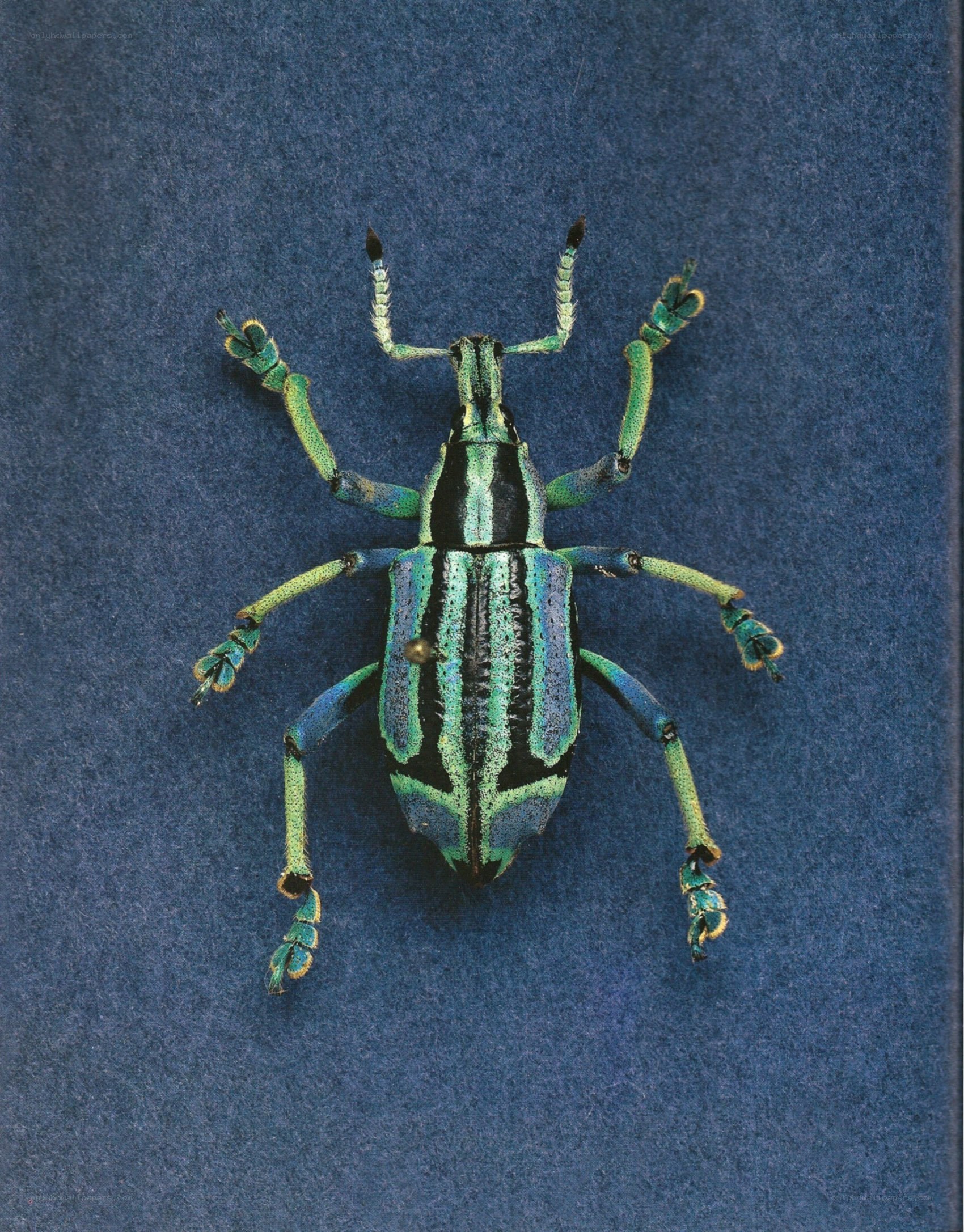 colorful weevil insect