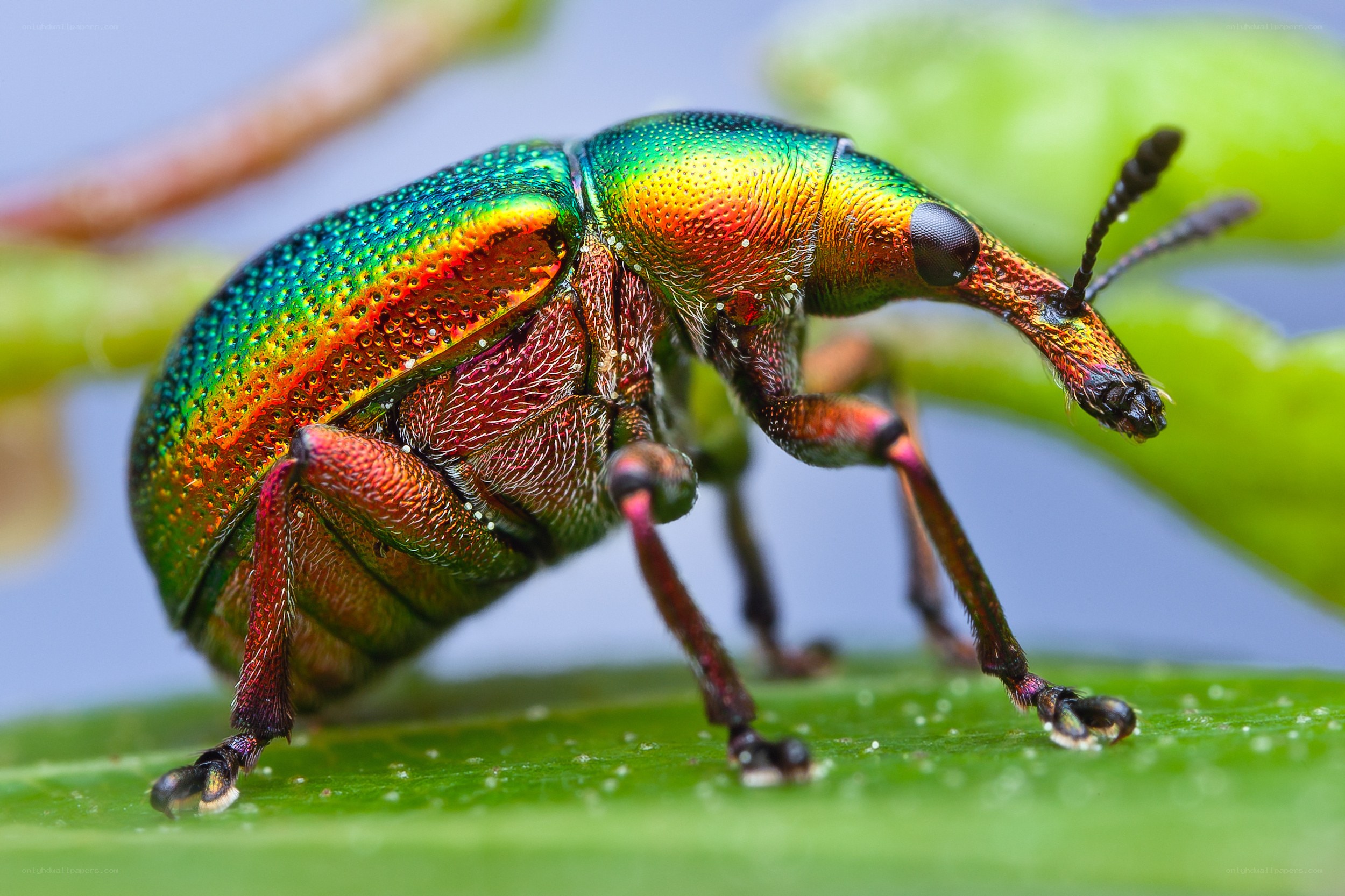 colorful weevil on a leaf