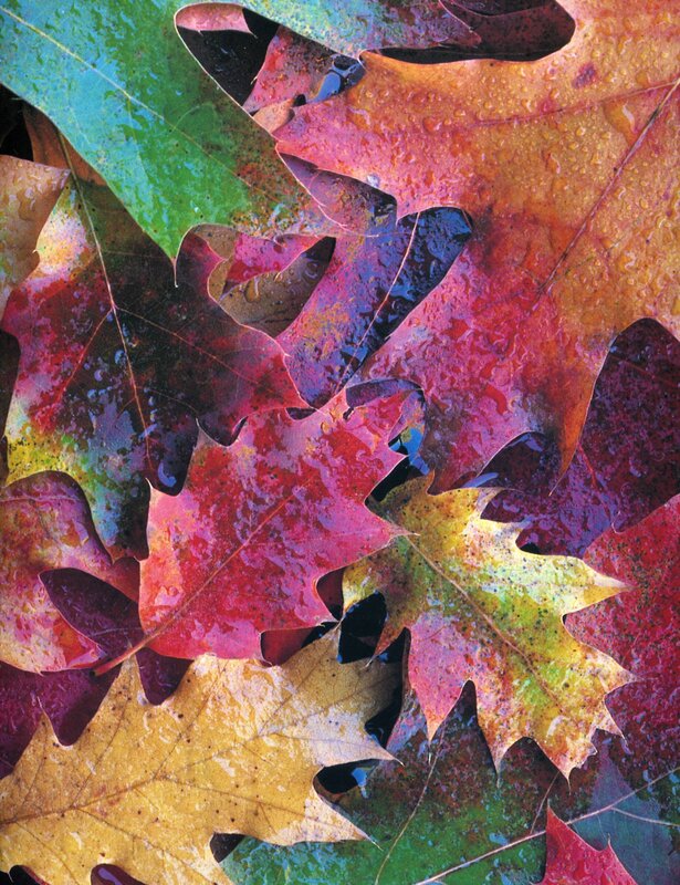 colorful wet autumn leaves
