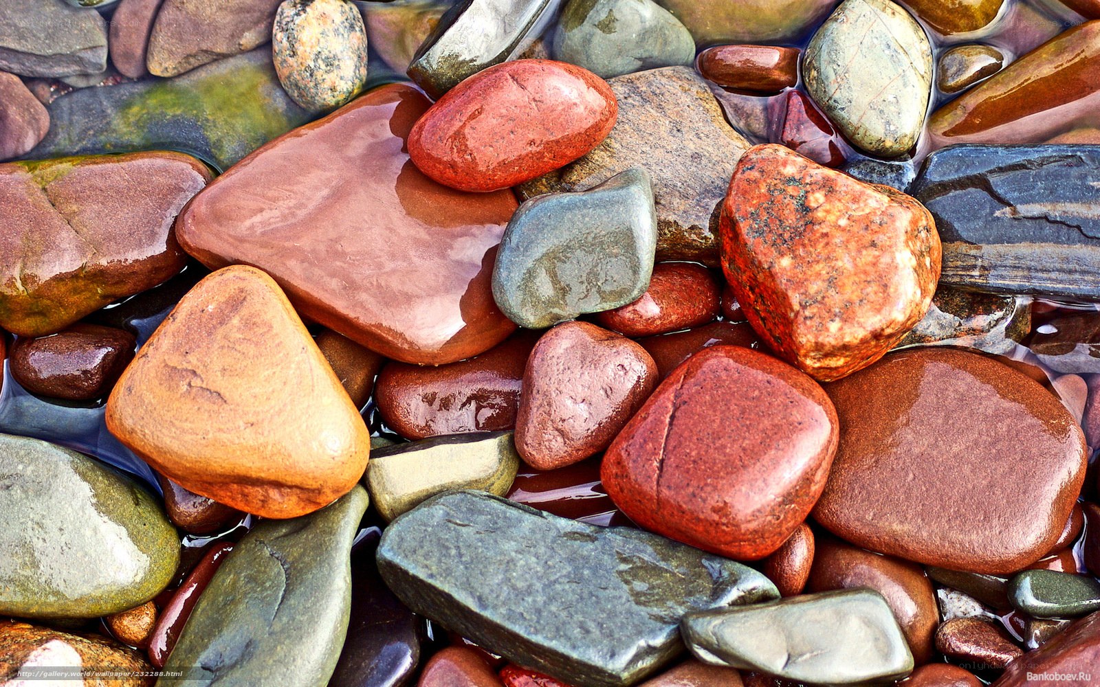 Colorful wet river stones