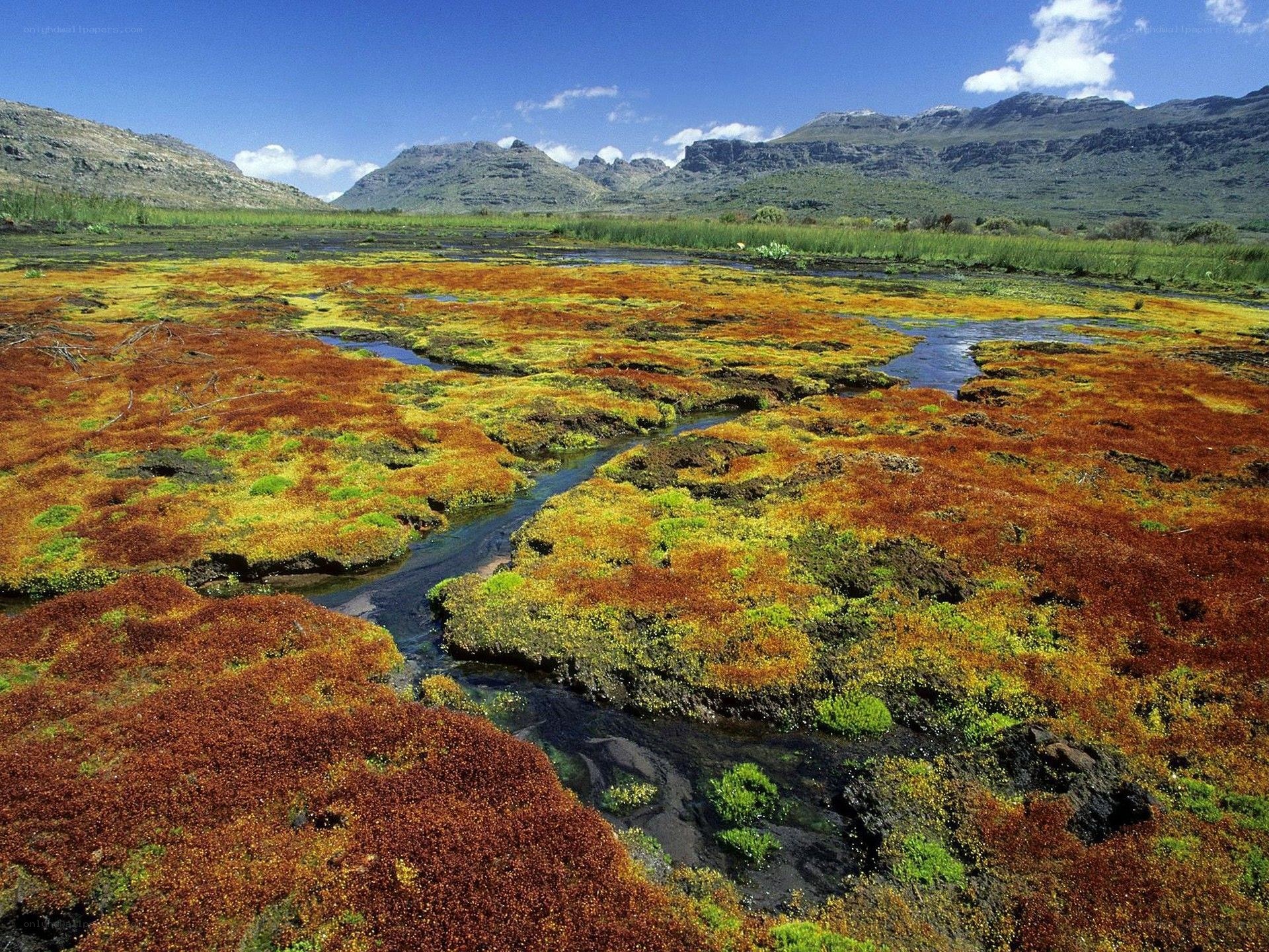 Colorful wetland with mountain backdrop