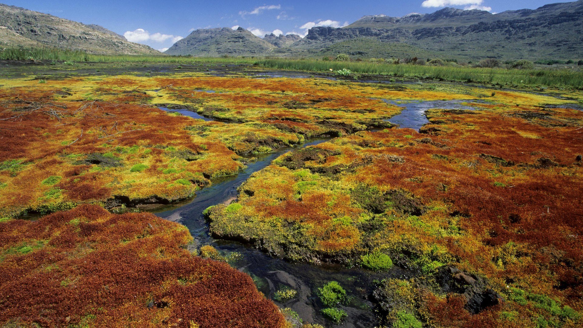 Colorful wetland with mountain backdrop