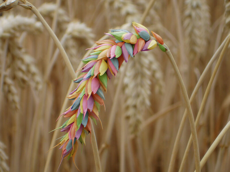 Colorful Wheat Spike