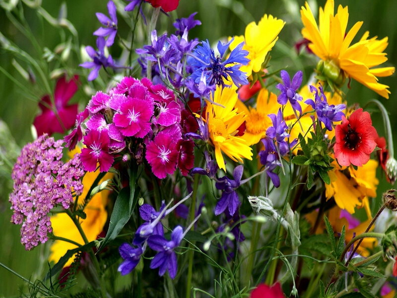 Colorful Wildflower Bouquet — Yellow, Vibrant