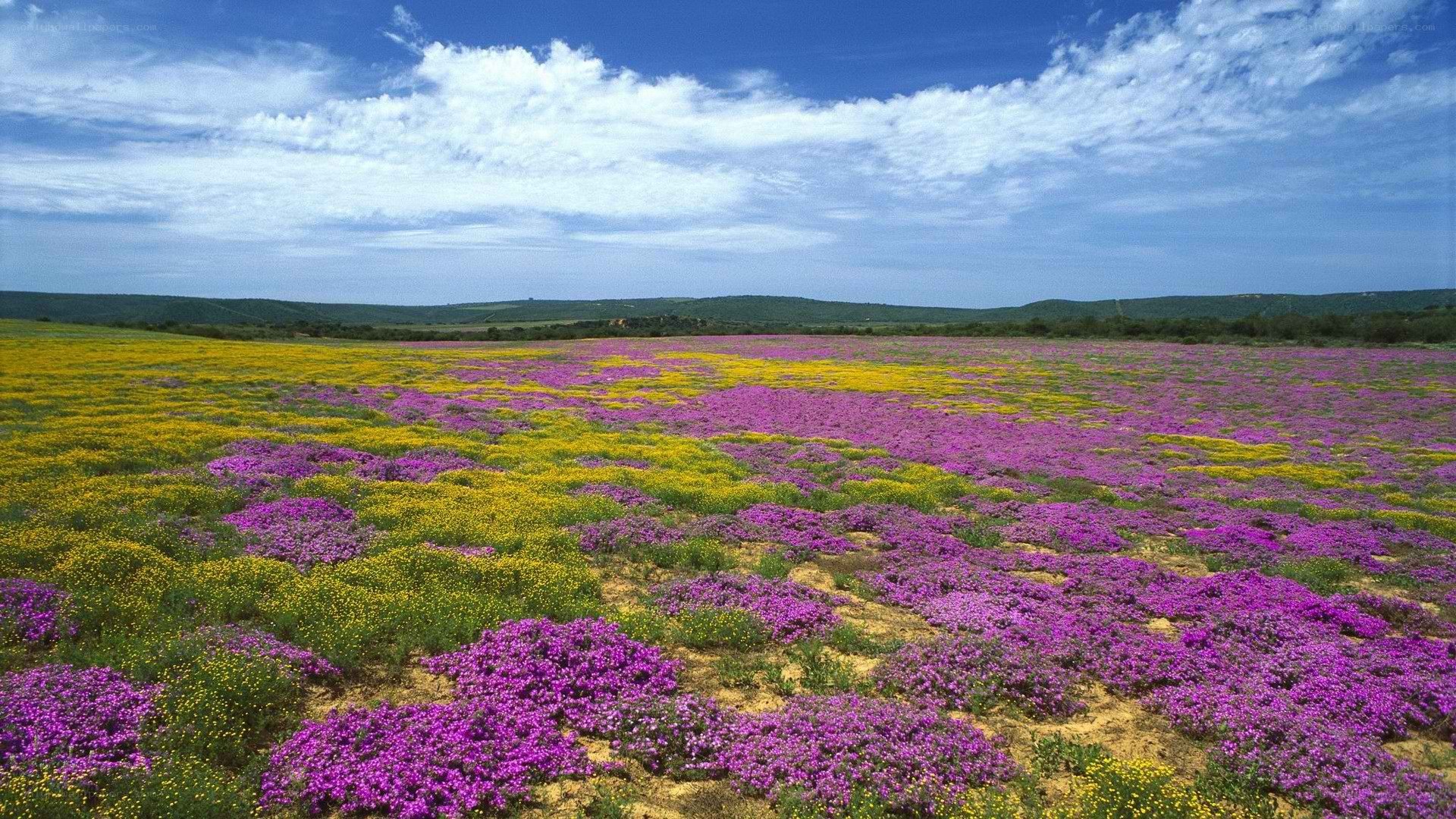 Colorful wildflower field