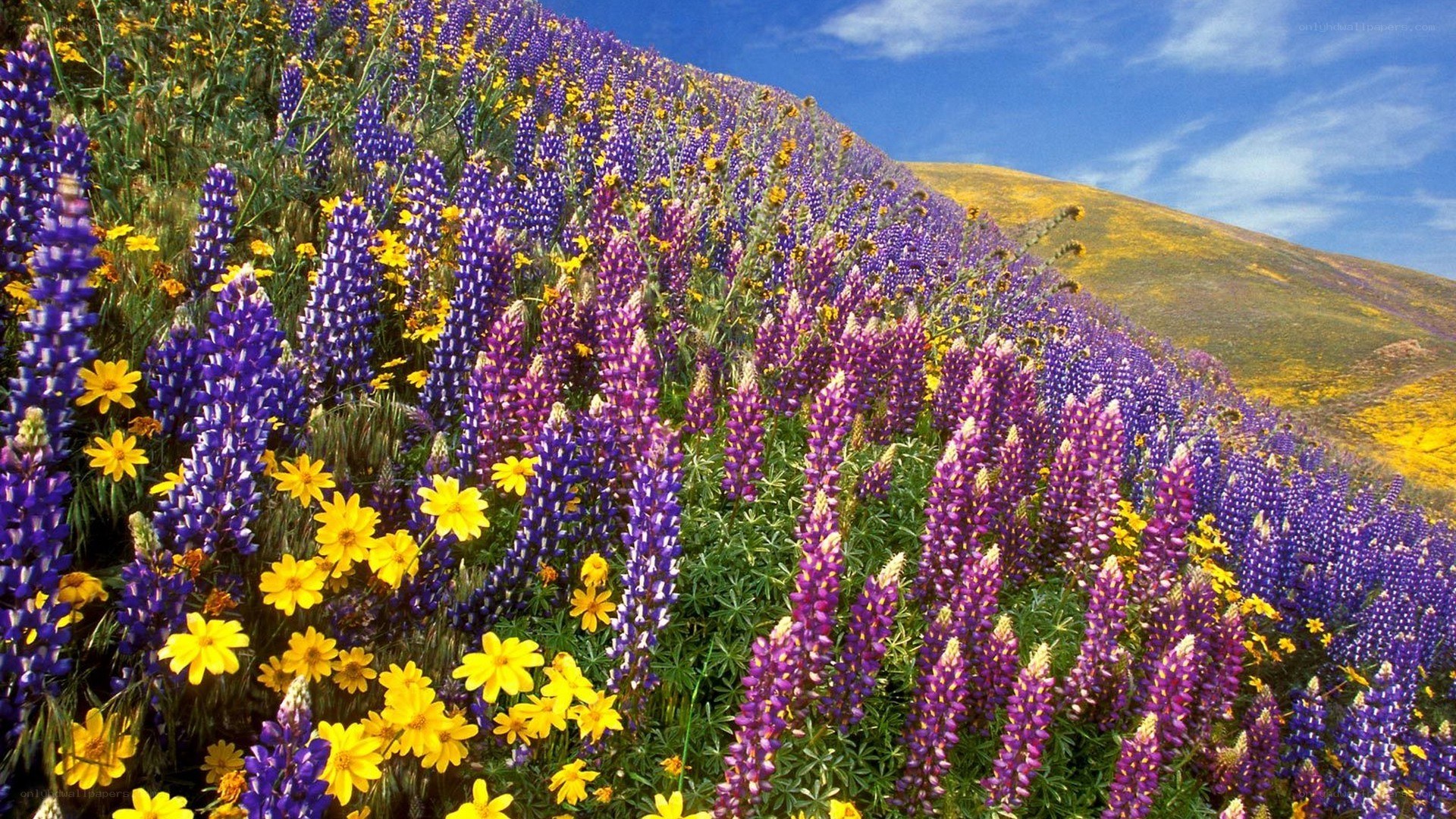 Colorful wildflower field