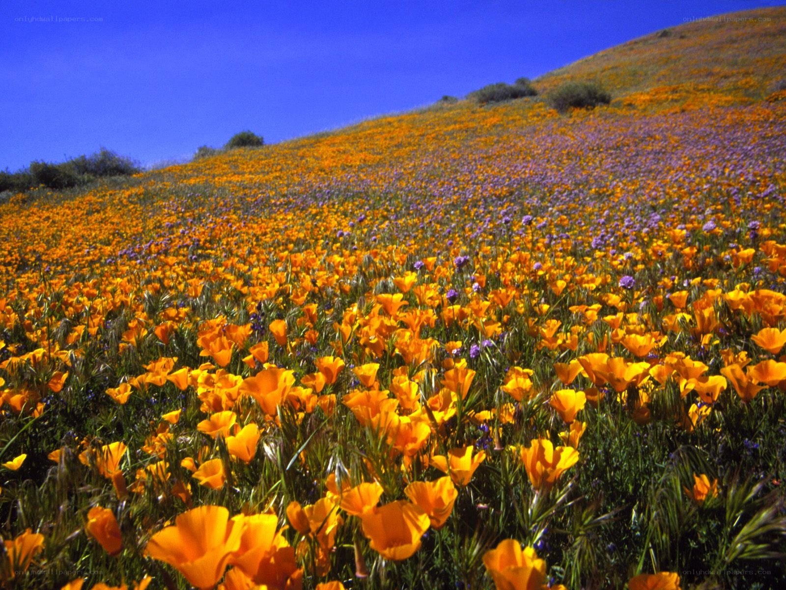 Colorful wildflower field