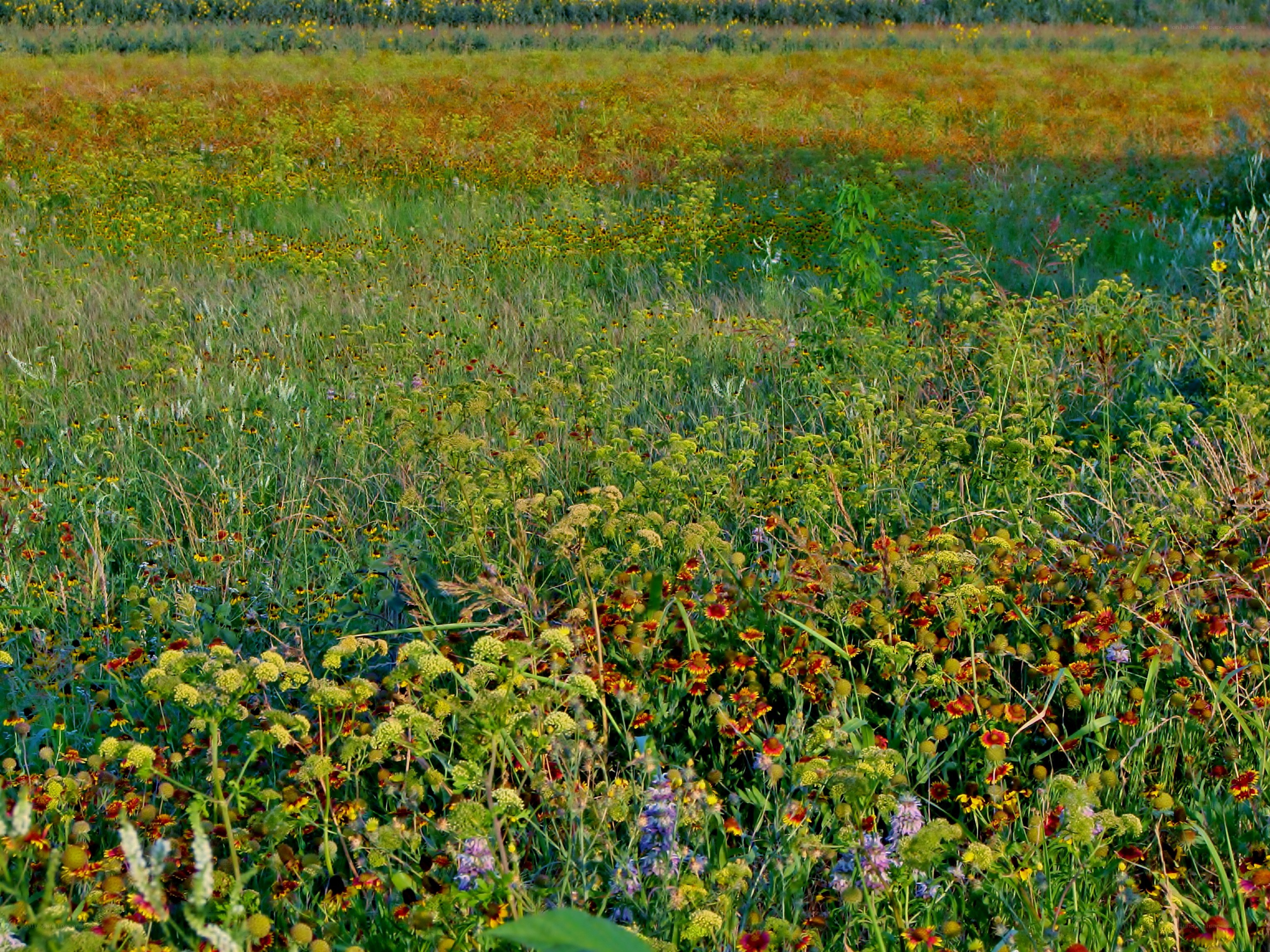 colorful wildflower field